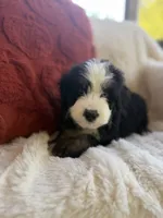 Dune , a male Miniature Bernedoodle and Miniature Aussiedoodle for sale in Moses Lake, WA – 6 of 10