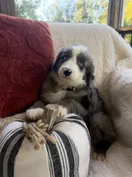 Magnolia , a female Miniature Bernedoodle and Miniature Aussiedoodle for sale in Moses Lake, WA – 3 of 10