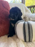 Fin, a male Miniature Bernedoodle and Miniature Aussiedoodle for sale in Moses Lake, WA – 7 of 10