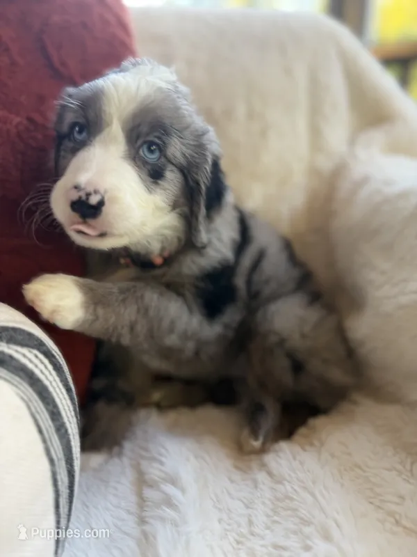 Magnolia  – Miniature Bernedoodle, Miniature Aussiedoodle puppy for sale in Moses Lake, WA