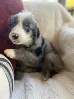 Magnolia , a female Miniature Bernedoodle and Miniature Aussiedoodle for sale in Moses Lake, WA – 1 of 10