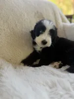 Marlin , a male Miniature Bernedoodle and Miniature Aussiedoodle for sale in Moses Lake, WA – 8 of 9
