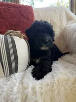 Fin, a male Miniature Bernedoodle and Miniature Aussiedoodle for sale in Moses Lake, WA – 10 of 10