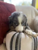 Magnolia , a female Miniature Bernedoodle and Miniature Aussiedoodle for sale in Moses Lake, WA – 5 of 10