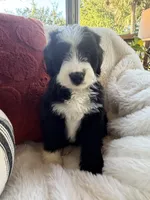 Carolina , a female Miniature Bernedoodle and Miniature Aussiedoodle for sale in Moses Lake, WA – 2 of 10