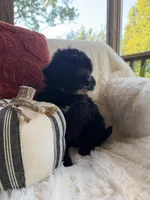 Fin, a male Miniature Bernedoodle and Miniature Aussiedoodle for sale in Moses Lake, WA – 8 of 10