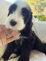 Marlin , a male Miniature Bernedoodle and Miniature Aussiedoodle for sale in Moses Lake, WA – 3 of 9