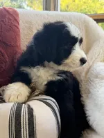 Carolina , a female Miniature Bernedoodle and Miniature Aussiedoodle for sale in Moses Lake, WA – 10 of 10