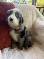 Magnolia , a female Miniature Bernedoodle and Miniature Aussiedoodle for sale in Moses Lake, WA – 10 of 10