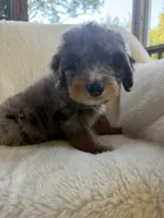 Sailor , a male Miniature Bernedoodle and Miniature Aussiedoodle for sale in Moses Lake, WA – 10 of 10