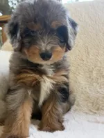 Sailor , a male Miniature Bernedoodle and Miniature Aussiedoodle for sale in Moses Lake, WA – 5 of 10