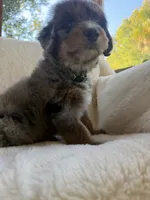 Sailor , a male Miniature Bernedoodle and Miniature Aussiedoodle for sale in Moses Lake, WA – 9 of 10