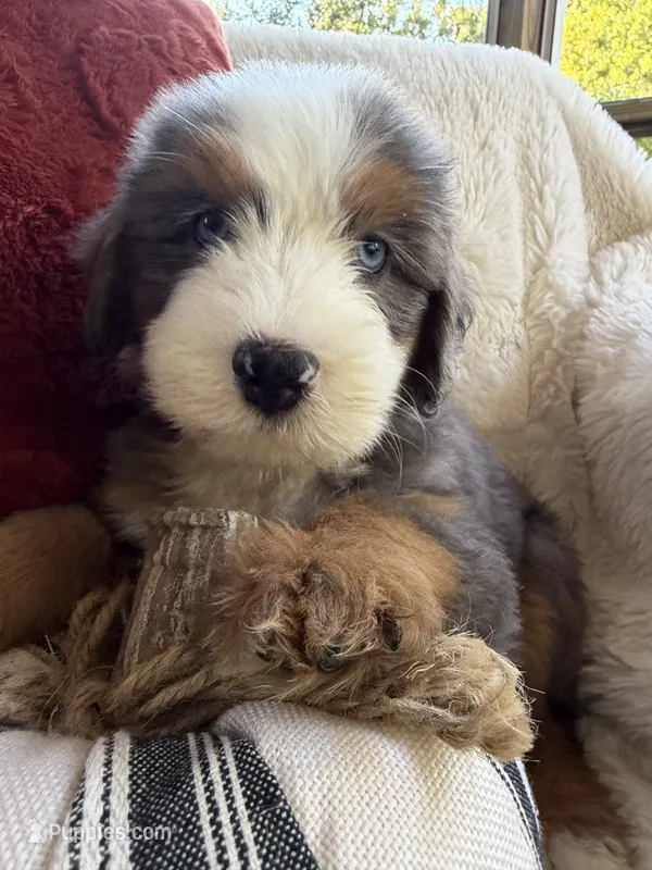 Anchor  – Miniature Bernedoodle, Miniature Aussiedoodle puppy for sale in Moses Lake, WA
