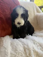 Marlin , a male Miniature Bernedoodle and Miniature Aussiedoodle for sale in Moses Lake, WA – 4 of 9