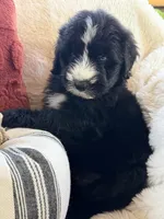 Sandy , a female Miniature Bernedoodle and Miniature Aussiedoodle for sale in Moses Lake, WA – 10 of 10