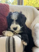 Carolina , a female Miniature Bernedoodle and Miniature Aussiedoodle for sale in Moses Lake, WA – 3 of 10