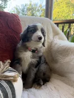 Magnolia , a female Miniature Bernedoodle and Miniature Aussiedoodle for sale in Moses Lake, WA – 7 of 10