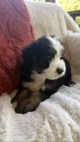 Dune , a male Miniature Bernedoodle and Miniature Aussiedoodle for sale in Moses Lake, WA – 3 of 10