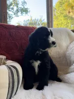 Sandy , a female Miniature Bernedoodle and Miniature Aussiedoodle for sale in Moses Lake, WA – 9 of 10