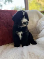 Sandy , a female Miniature Bernedoodle and Miniature Aussiedoodle for sale in Moses Lake, WA – 2 of 10