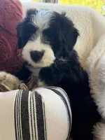Carolina , a female Miniature Bernedoodle and Miniature Aussiedoodle for sale in Moses Lake, WA – 5 of 10