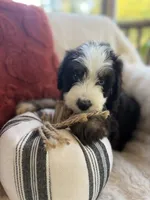 Dune , a male Miniature Bernedoodle and Miniature Aussiedoodle for sale in Moses Lake, WA – 10 of 10