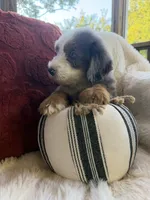Anchor , a male Miniature Bernedoodle and Miniature Aussiedoodle for sale in Moses Lake, WA – 7 of 10