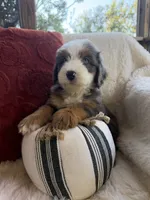 Anchor , a male Miniature Bernedoodle and Miniature Aussiedoodle for sale in Moses Lake, WA – 5 of 10