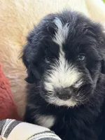 Sandy , a female Miniature Bernedoodle and Miniature Aussiedoodle for sale in Moses Lake, WA – 5 of 10