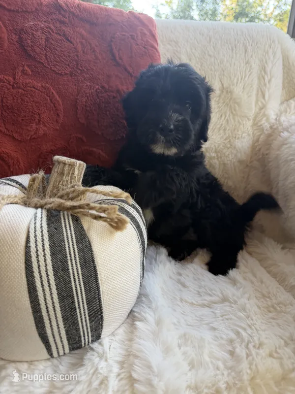 Fin – Miniature Bernedoodle, Miniature Aussiedoodle puppy for sale in Moses Lake, WA