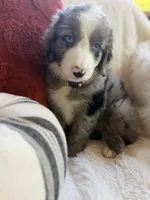 Magnolia , a female Miniature Bernedoodle and Miniature Aussiedoodle for sale in Moses Lake, WA – 4 of 10