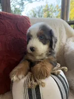 Anchor , a male Miniature Bernedoodle and Miniature Aussiedoodle for sale in Moses Lake, WA – 10 of 10