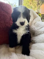 Carolina , a female Miniature Bernedoodle and Miniature Aussiedoodle for sale in Moses Lake, WA – 9 of 10