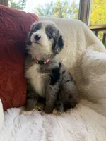 Magnolia , a female Miniature Bernedoodle and Miniature Aussiedoodle for sale in Moses Lake, WA – 8 of 10