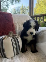 Dune , a male Miniature Bernedoodle and Miniature Aussiedoodle for sale in Moses Lake, WA – 2 of 10