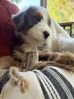 Anchor , a male Miniature Bernedoodle and Miniature Aussiedoodle for sale in Moses Lake, WA – 2 of 10