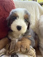 Anchor , a male Miniature Bernedoodle and Miniature Aussiedoodle for sale in Moses Lake, WA – 4 of 10