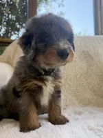 Sailor , a male Miniature Bernedoodle and Miniature Aussiedoodle for sale in Moses Lake, WA – 3 of 10