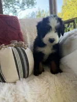 Dune , a male Miniature Bernedoodle and Miniature Aussiedoodle for sale in Moses Lake, WA – 9 of 10