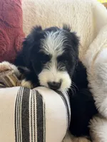 Carolina , a female Miniature Bernedoodle and Miniature Aussiedoodle for sale in Moses Lake, WA – 4 of 10