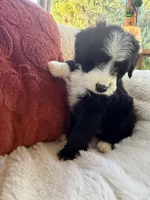 Carolina , a female Miniature Bernedoodle and Miniature Aussiedoodle for sale in Moses Lake, WA – 8 of 10
