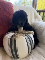 Fin, a male Miniature Bernedoodle and Miniature Aussiedoodle for sale in Moses Lake, WA – 4 of 10