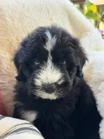 Sandy , a female Miniature Bernedoodle and Miniature Aussiedoodle for sale in Moses Lake, WA – 3 of 10