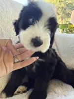 Marlin , a male Miniature Bernedoodle and Miniature Aussiedoodle for sale in Moses Lake, WA – 2 of 9