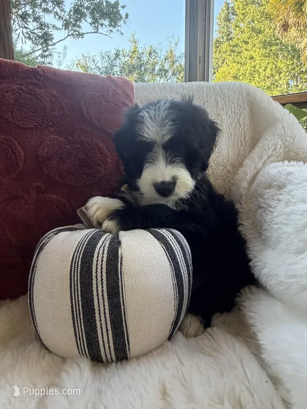 Carolina  – Miniature Bernedoodle, Miniature Aussiedoodle puppy for sale in Moses Lake, WA