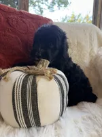 Fin, a male Miniature Bernedoodle and Miniature Aussiedoodle for sale in Moses Lake, WA – 6 of 10