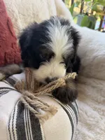 Dune , a male Miniature Bernedoodle and Miniature Aussiedoodle for sale in Moses Lake, WA – 8 of 10