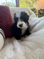 Carolina , a female Miniature Bernedoodle and Miniature Aussiedoodle for sale in Moses Lake, WA – 6 of 10