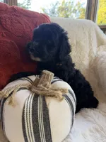 Fin, a male Miniature Bernedoodle and Miniature Aussiedoodle for sale in Moses Lake, WA – 3 of 10