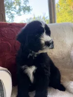 Sandy , a female Miniature Bernedoodle and Miniature Aussiedoodle for sale in Moses Lake, WA – 4 of 10